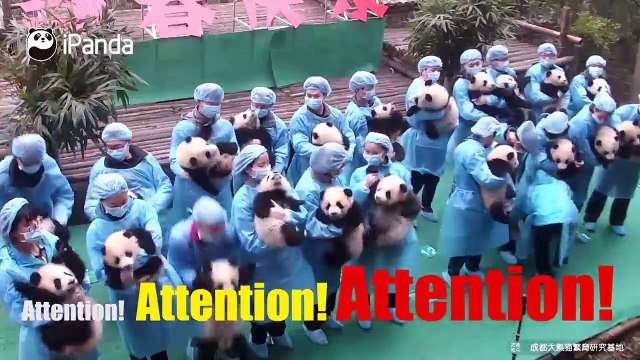 Une photo incroyable avec 23 bébés panda pour le nouvel an chinois