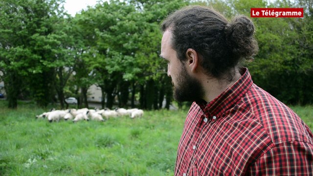 Brest. Des moutons pour tondre les espaces verts