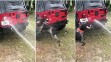 O drama de um homem para lavar o seu carro quando tem o seu cão por perto... HILARIANTE!