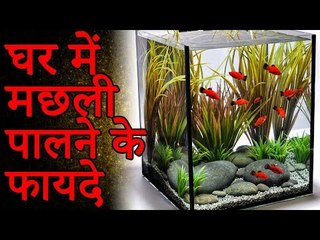 फिश एक्वेरियम और वास्तु टिप्स घर के लिए | घर में Fish Aquarium क्यों है जरुरी | You Should Know