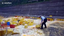 Lorry overturns in China spreading 100,000 eggs across highway