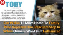 Cat Walks 12 Miles Home To Family Who Rejected Him, Rescuers Step In When Owners Want Him Euthanized
