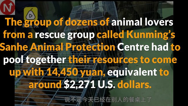 Golden Retriever Saved From Certain Death At Meat Market, Then Rescuers Notice Her Eyes…