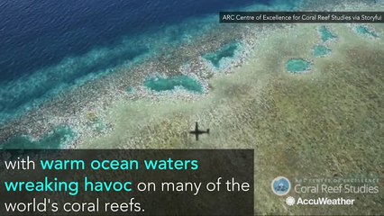 The Great Barrier Reef experienced a catastrophic die-off following marine heat wave, study shows
