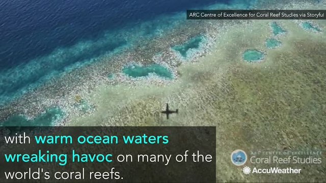 The Great Barrier Reef experienced a catastrophic die-off following marine heat wave, study shows