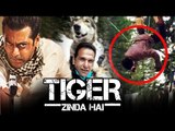 Salman Khan बने खतरों के खिलाडी WOLF के साथ किया Tiger Zinda Hai का Action Scene