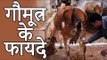Benefits Of Cow Urine | गौमूत्र के फायदे | Healthy Remedy