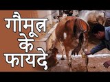 Benefits Of Cow Urine | गौमूत्र के फायदे | Healthy Remedy