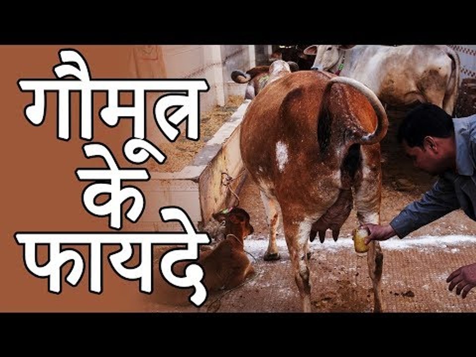 Benefits Of Cow Urine | गौमूत्र के फायदे | Healthy Remedy