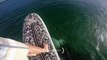Une orque vient nager sous un paddle board... Terrifiant et magnifique