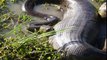 Les plus gros anacondas trouvés dans le monde