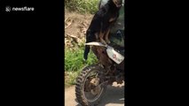 Adorable dog maintains his balance while riding on motorcycle