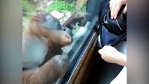 Un orang-outan curieux veut voir ce qu'il y a dans le sac à main de cette femme