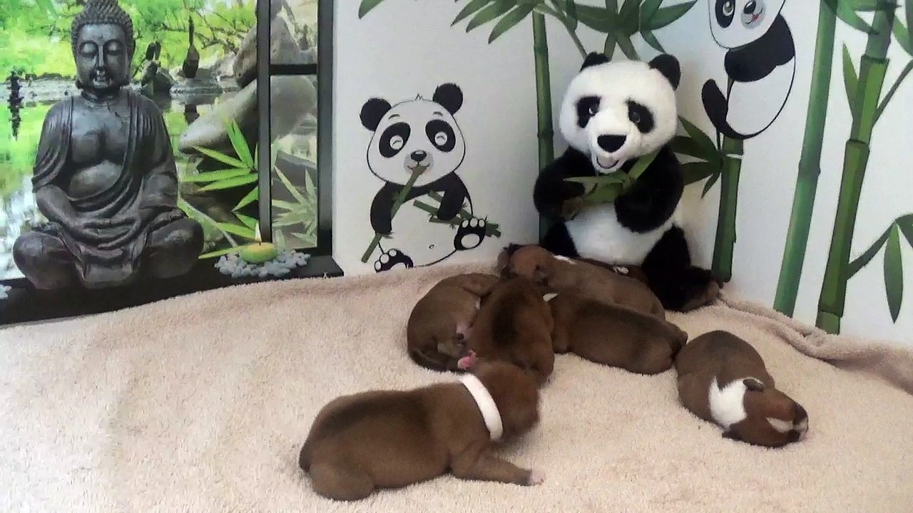 7ème vidéo chiot PANDA n°3 Mâle de la 32ème portée de STAFFORDLAND
