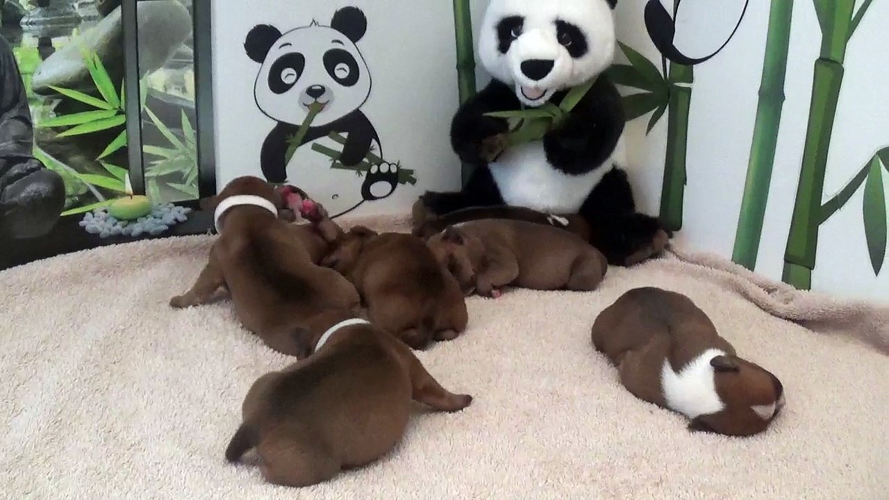 8ème vidéo chiot PANDA n°4 Mâle de la 32ème portée de STAFFORDLAND