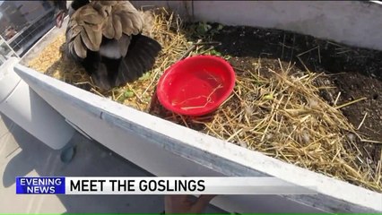Goslings Hatch in Chicago Hospital Parking Garage  and Get Very Special Names