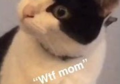 Cat Freaks Out Over Owner's Face Mask