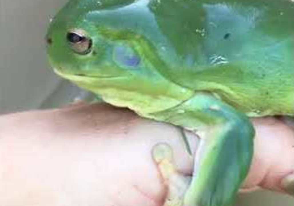 Woman Finds Beautiful Green Frog While Mowing t...