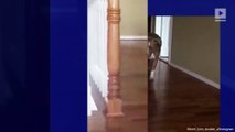 Instagram Video Shows Pitbull Terrified to Walk Past Cat