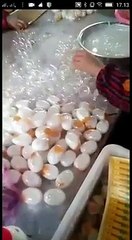 Coughfee Shoppe Radio Food News Update " Im Done with Eggs Now WTF" - Coughfee Shoppe Radio