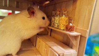 Tiny Hamster in his Tiny Kitchen