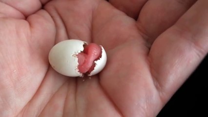 Budgie hatching
