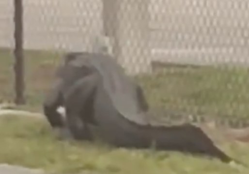 Curious Alligator Pays a Visit to Florida Secondary School