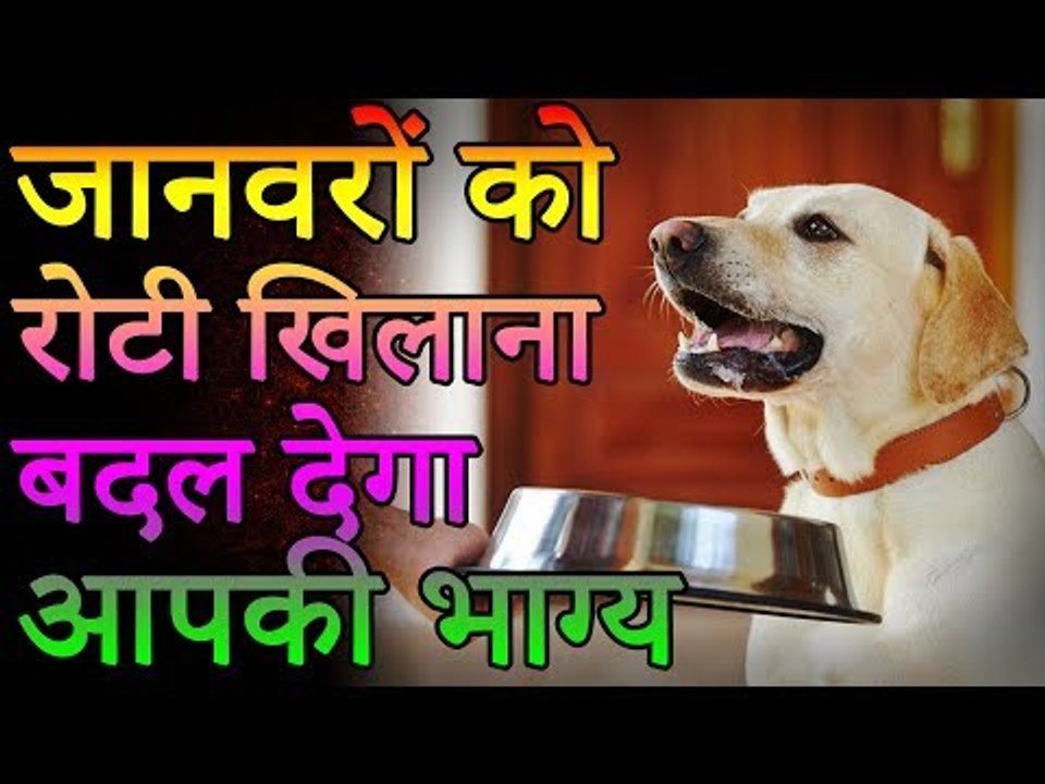 जानवरों को रोटी खिलाना बदल देगा आपका भाग्य | Desi Totke - देसी टोटके