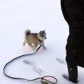 Hilarant : ce chiot chute dans les traces de neige laissées par son maître