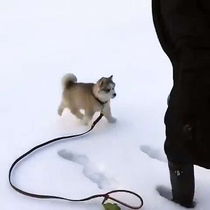 Hilarant : ce chiot chute dans les traces de neige laissées par son maître