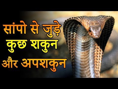 सांपो से जुड़े कुछ शकुन और अपशकुन | Desi Totke - देसी टोटके