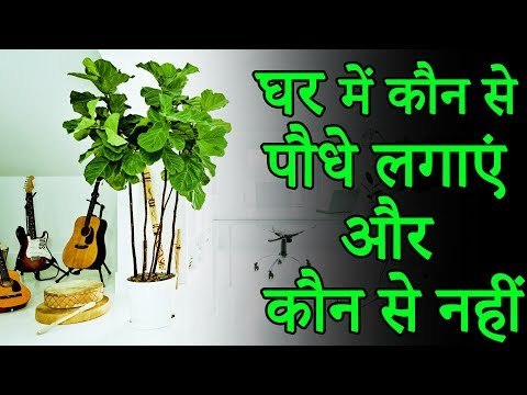 वास्तु उपाय – घर में कौन से पौधे लगाएं और कौन से नहीं | Desi Totke - देसी टोटके