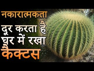 नकारात्मकता दूर करता हे घर में रखा कैक्टस | Desi Totke - देसी टोटके
