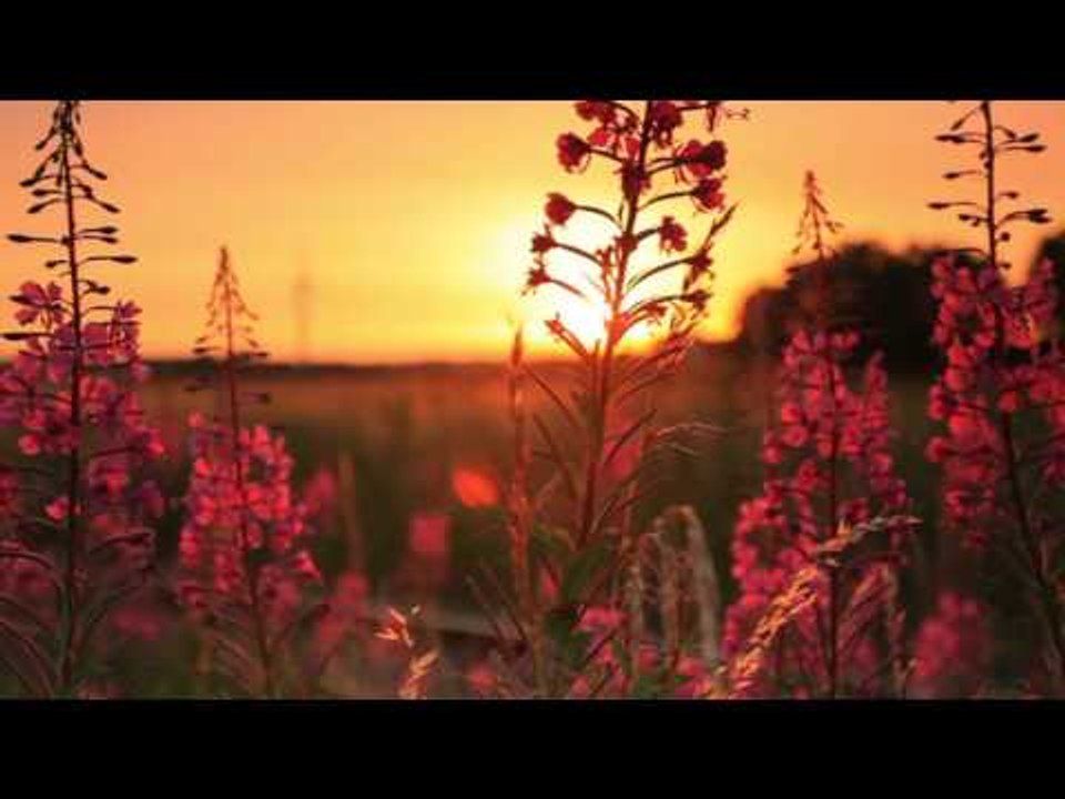 Sons de la nature relaxante musique, la méditation du matin avec oiseau chantant musique