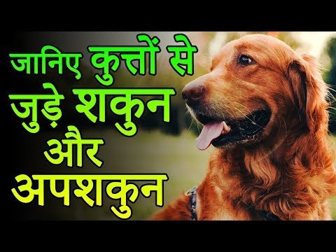 जानिए कुत्तों से जुड़े शकुन अपशकुन | Shakun Shastra –Shakun Apshakun for dog| Desi Totke -देसी टोटके