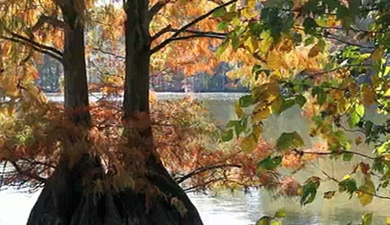 Stumpy Lake In The Fall