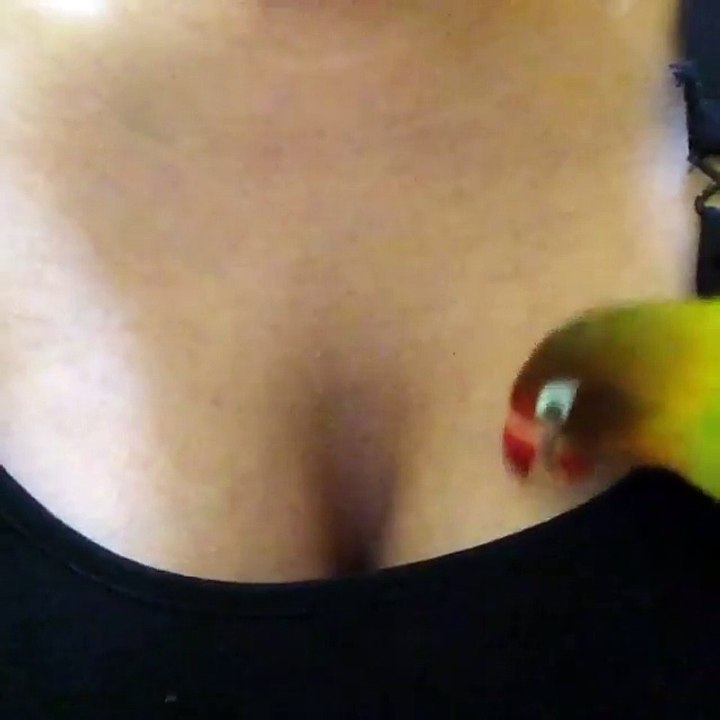 Pet Bird Makes Itself Cozy