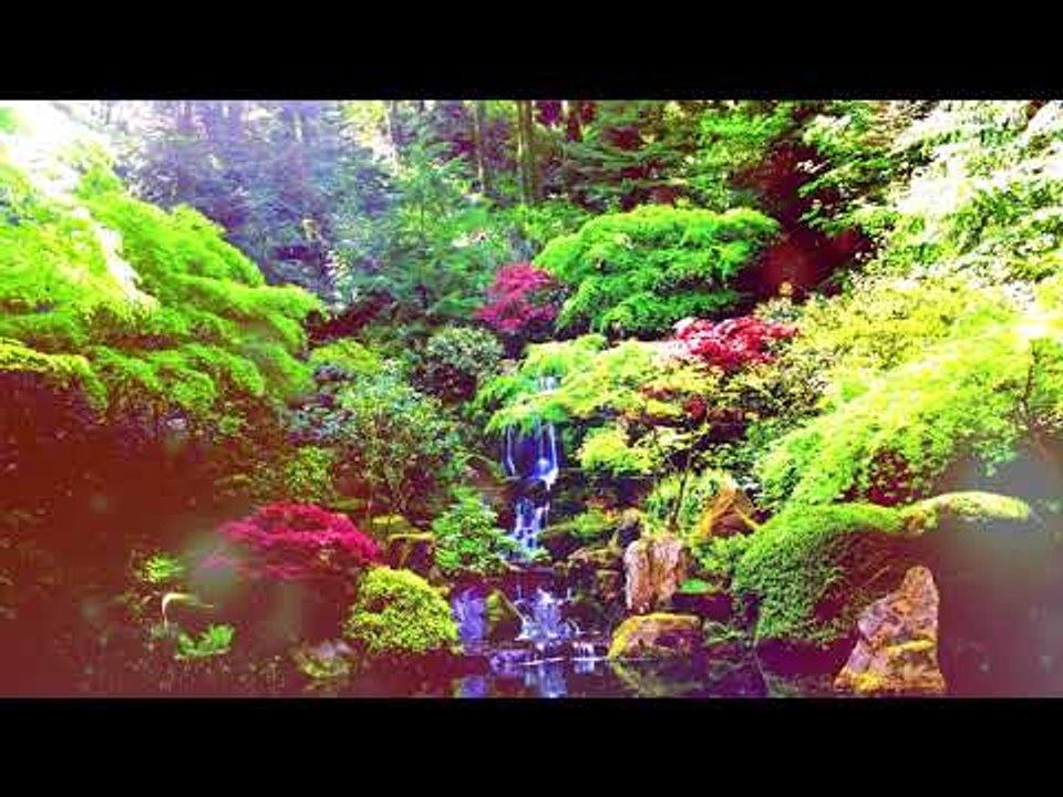 Musique apaisante relaxante - Paix intérieure, Forêt Relax Musique, Méditation Musique