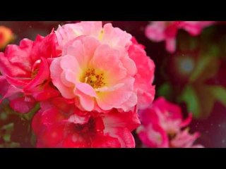 Meilleur Relaxing Spa Music, Massage Therapy Music for Deep Relaxation, Relaxing Flute Music ♫♫♫