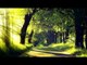 Forest Sounds With Relaxing Music - Musique de sommeil, Nature Sounds, Birds Chirping