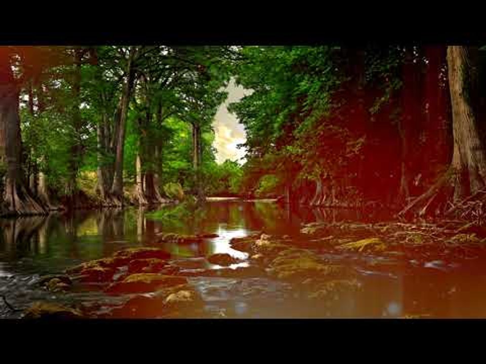 Sons de forêt, Musique de détente - Sons de méditation, Nature, Sons d'étude, Relaxation apaisante