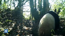 Pandas gigantes salvajes detectados en el suroeste de China