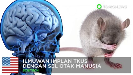 下载视频: Ilmuwan masukkan otak manusia di dalam tikus - TomoNews