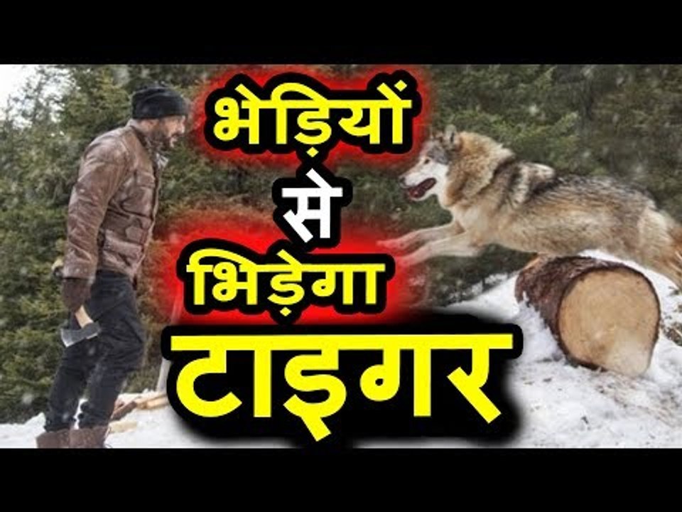 Salman Khan का खतरनाक Action Scene Wolf के साथ । Katrina Kaif । Tiger Zinda Hai
