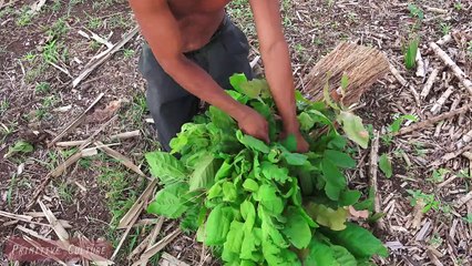 Wow Man Find and Eating Wasp Nest - Primitive Culture
