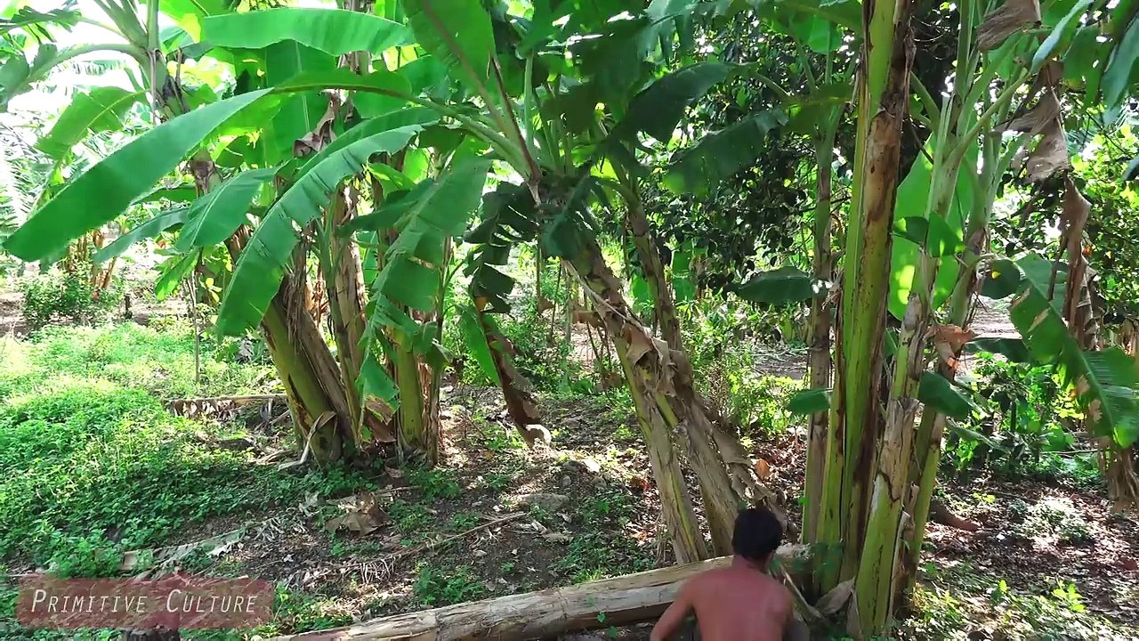 Primitive Culture- Eggs