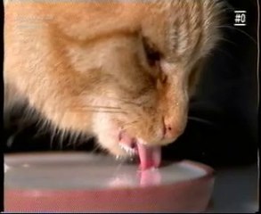 ¿Como beben perros y gatos?