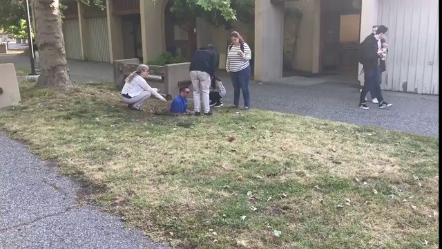 Sauvetage de poussins prisonniers d'un égout !