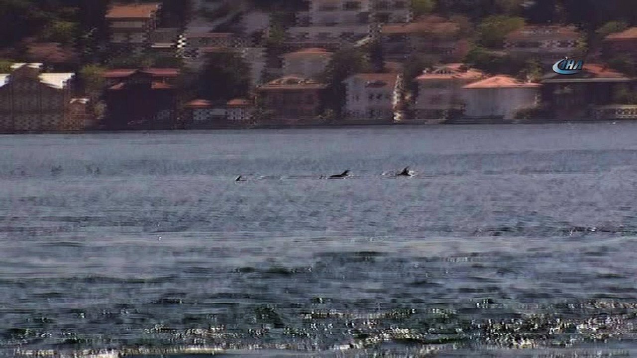 İstanbul’da Boğazı’nda yunus balıklarından görsel şölen