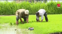 ماذا يقول الفلاح عن تقليل مساحات الأراضي المزروعة بالأرز